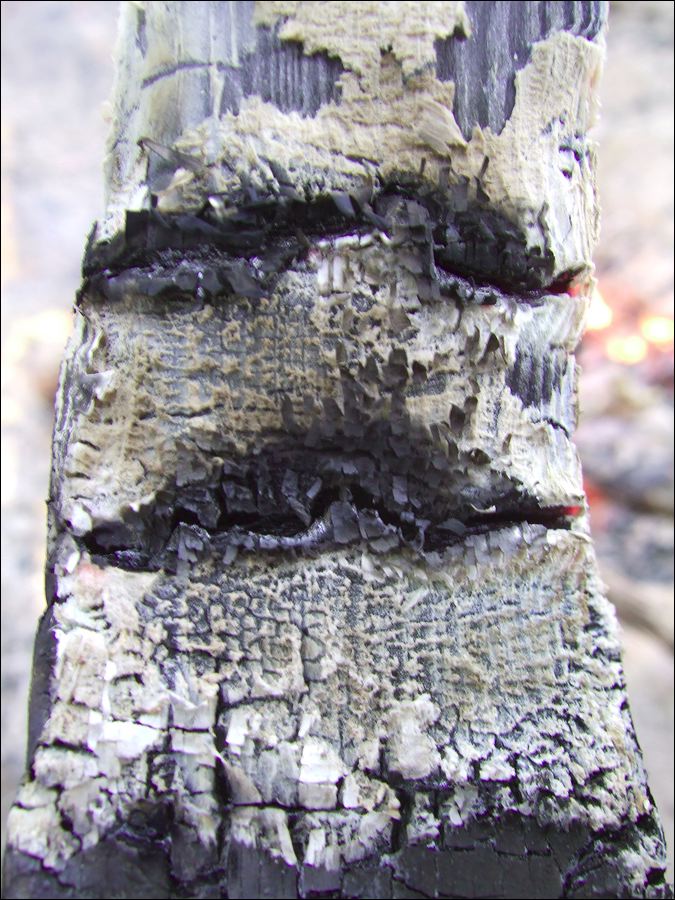 dscf8331.jpg